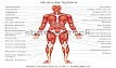 Massage musculaire